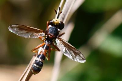 <i>Physocephala vittata</i>
