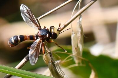 <i>Physocephala vittata</i>