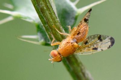<i>Xyphosia miliaria</i>