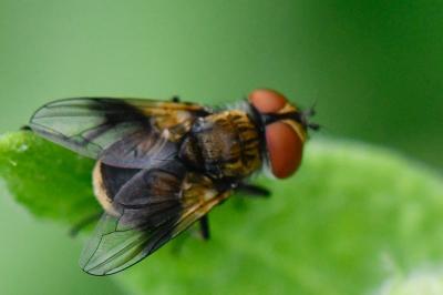 <i>Ectophasia crassipennis</i>
