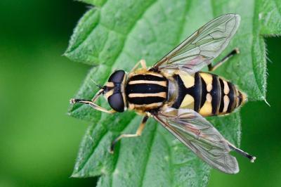 <i>Helophilus pendulus</i>
