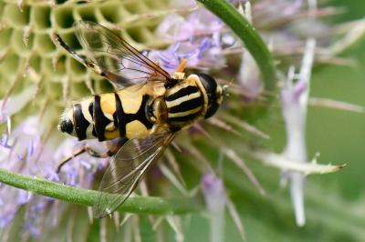 <i>Helophilus trivittatus</i>