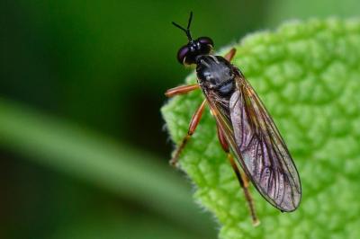 <i>Dioctria cothurnata</i>