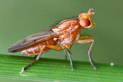<i>Tetanocera arrogans</i>