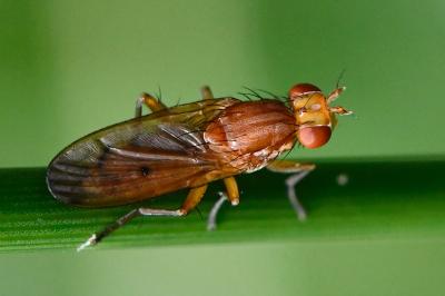 <i>Tetanocera arrogans</i>