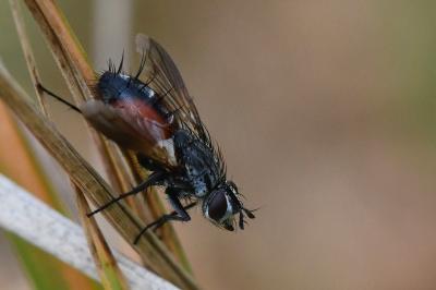 <i>Eriothrix rufomaculata</i>