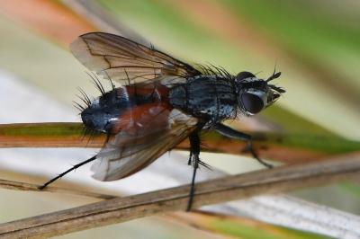 <i>Eriothrix rufomaculata</i>