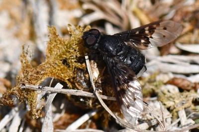 <i>Anthrax aethiops</i>