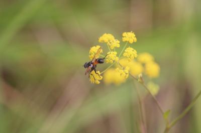 <i>Cylindromyia</i>