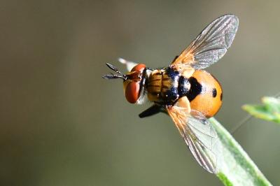 <i>Gymnosoma</i>