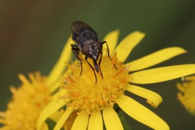 <i>Stomorhina lunata</i>