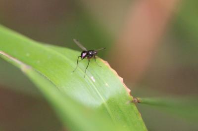 <i>Sepsis punctum</i>