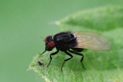 <i>Minettia longipennis</i>