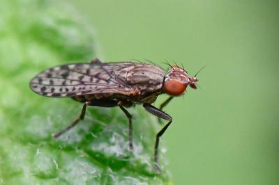 <i>Pherbellia schoenherri</i>