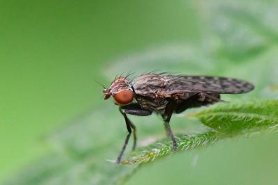 <i>Pherbellia schoenherri</i>