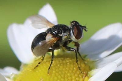 <i>Cistogaster globosa</i>