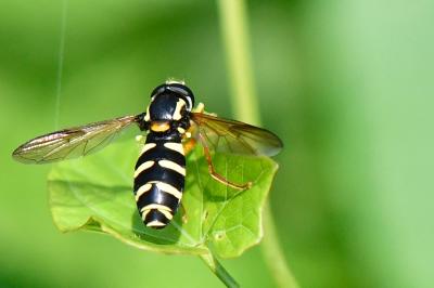 <i>Philhelius citrofasciatus</i>