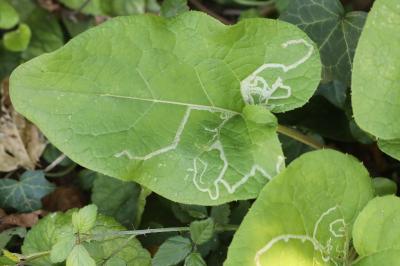<i>Phytomyza lappae</i>