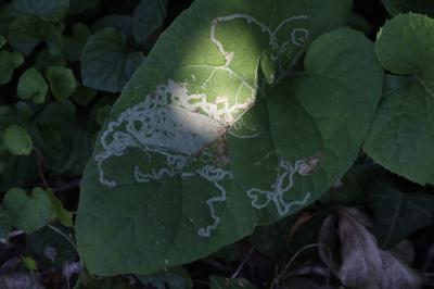 <i>Phytomyza lappae</i>