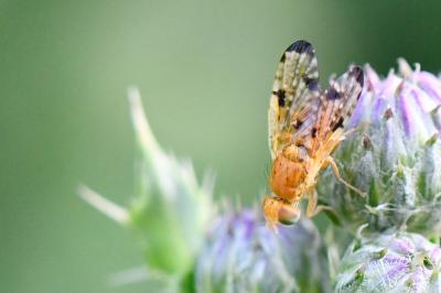 <i>Xyphosia miliaria</i>