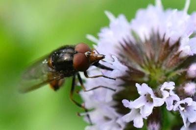 <i>Rhingia campestris</i>