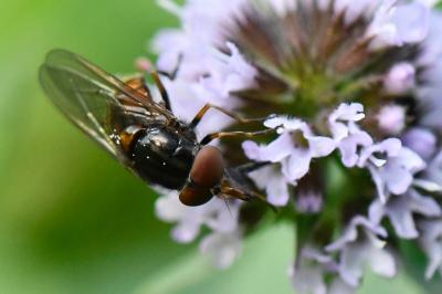 <i>Rhingia campestris</i>