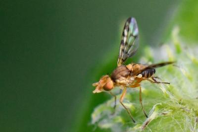 <i>Myopites apicatus</i>