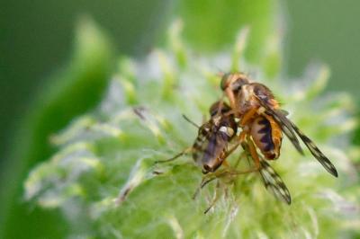 <i>Myopites apicatus</i>