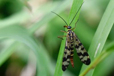 <i>Panorpa vulgaris</i>