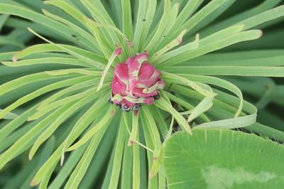 <i>Spurgia euphorbiae</i>