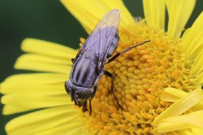 <i>Stomorhina lunata</i>