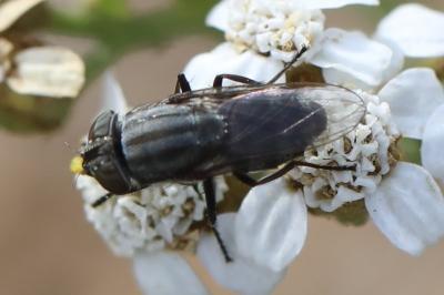 <i>Stomorhina lunata</i>