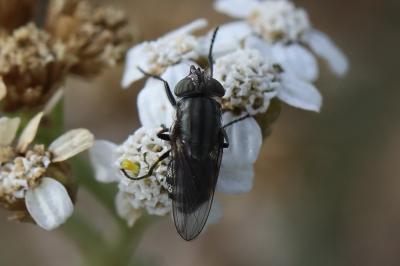 <i>Stomorhina lunata</i>
