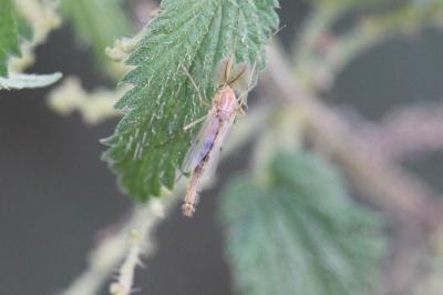 <i>Chironomus</i>