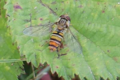 <i>Episyrphus balteatus</i>