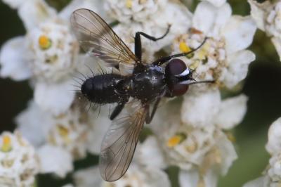<i>Phania funesta</i>
