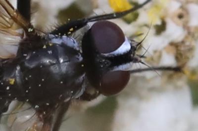 <i>Phania funesta</i>