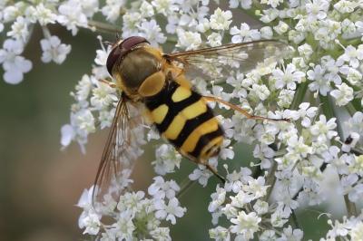 <i>Syrphus</i>