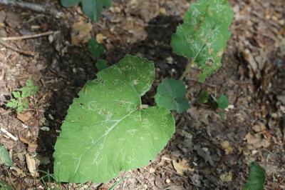 <i>Phytomyza lappae</i>