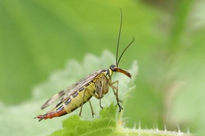Mouche scorpion, Panorpe commune