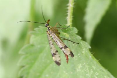 Mouche scorpion, Panorpe commune