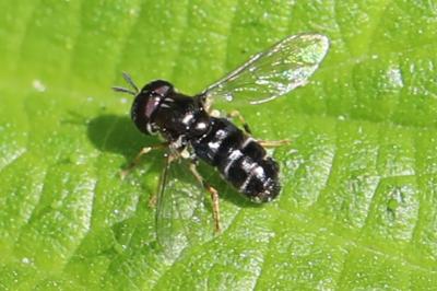 <i>Paragus pecchiolii</i>