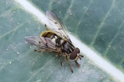 <i>Ferdinandea cuprea</i>
