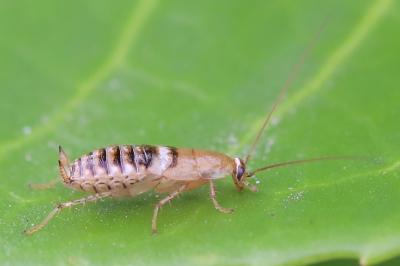 <i>Planuncus vinzi</i>