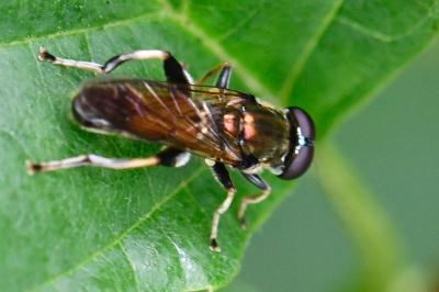 <i>Xylota segnis</i>