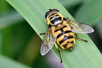 <i>Myathropa florea</i>