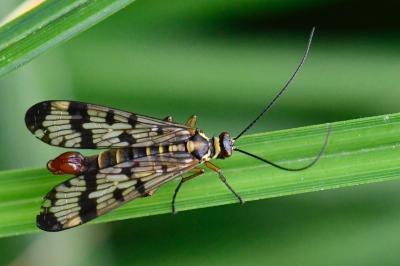 <i>Panorpa vulgaris</i>