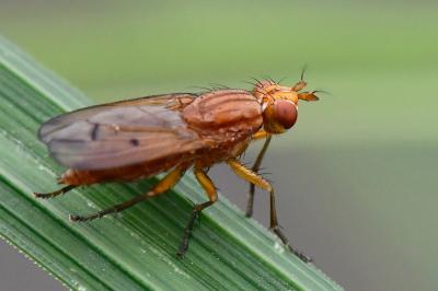 <i>Tetanocera ferruginea</i>