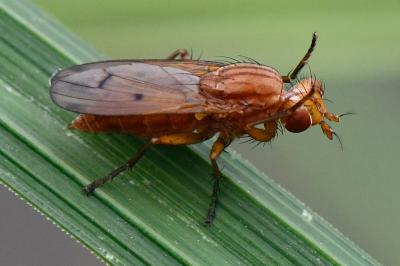 <i>Tetanocera ferruginea</i>