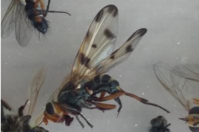 <i>Otites porcus</i>